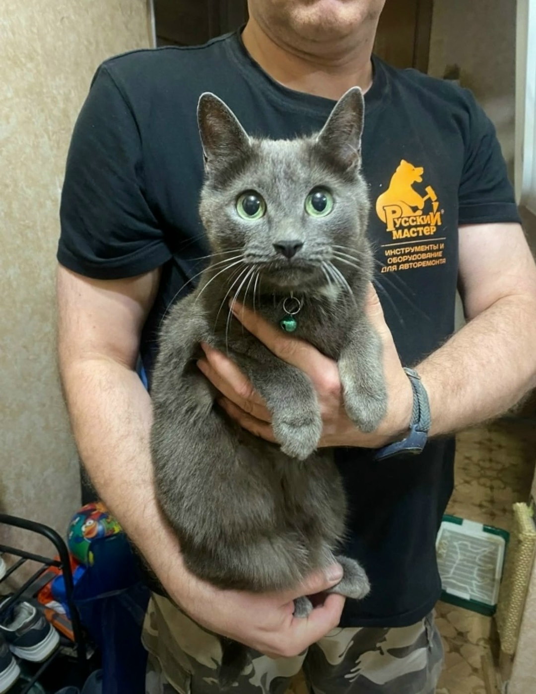 Найдена собака в Архангельске — фото объявления