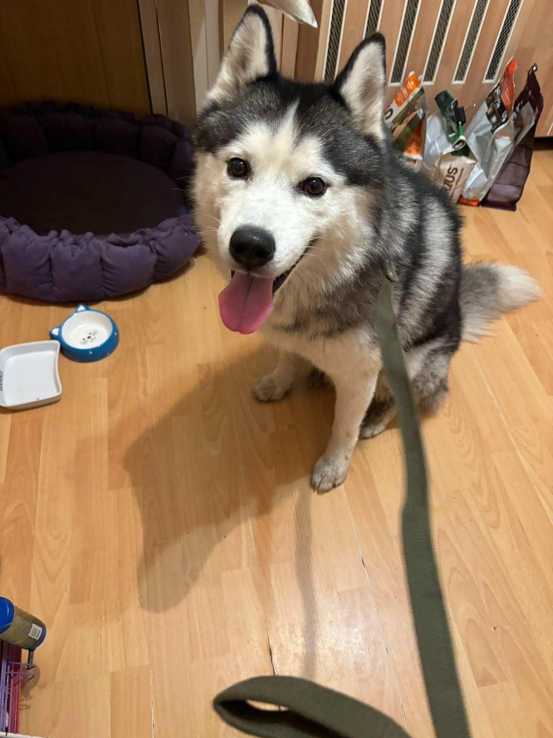 Найдена собака в Архангельске — фото объявления