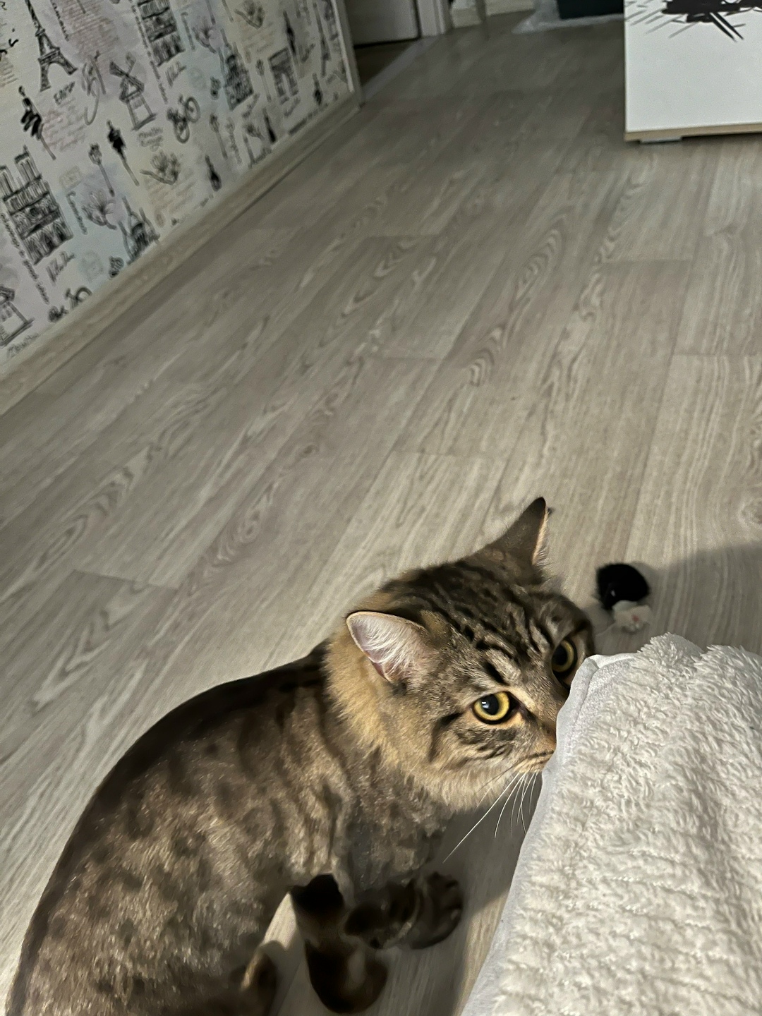 Найдена собака в Архангельске — фото объявления