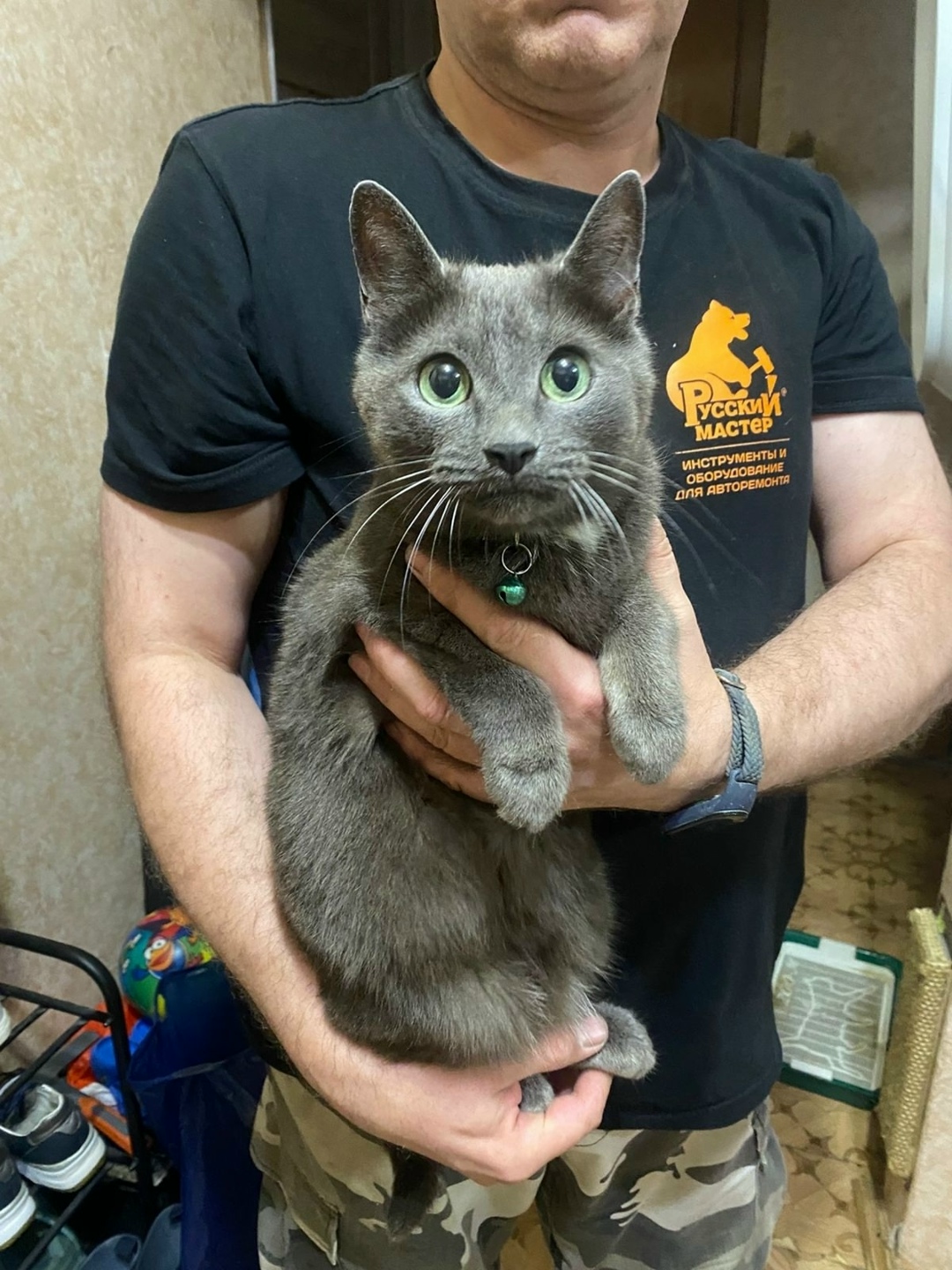 Найдена собака в Архангельске — фото объявления