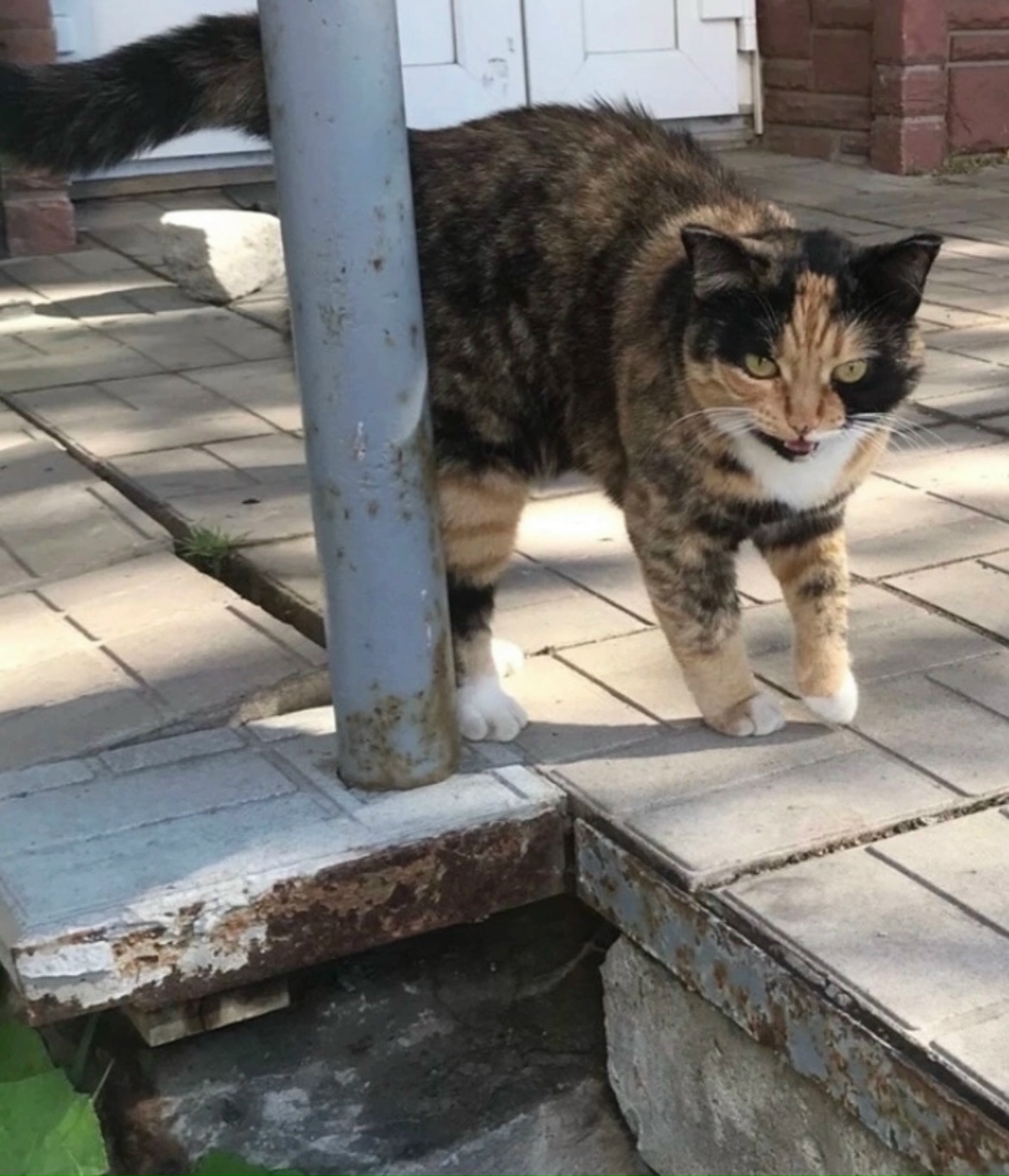 Найдена собака в Архангельске — фото объявления