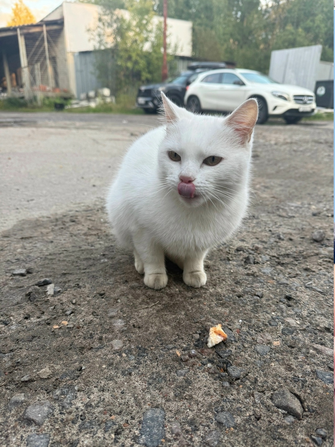 Найдена собака в Архангельске — фото объявления