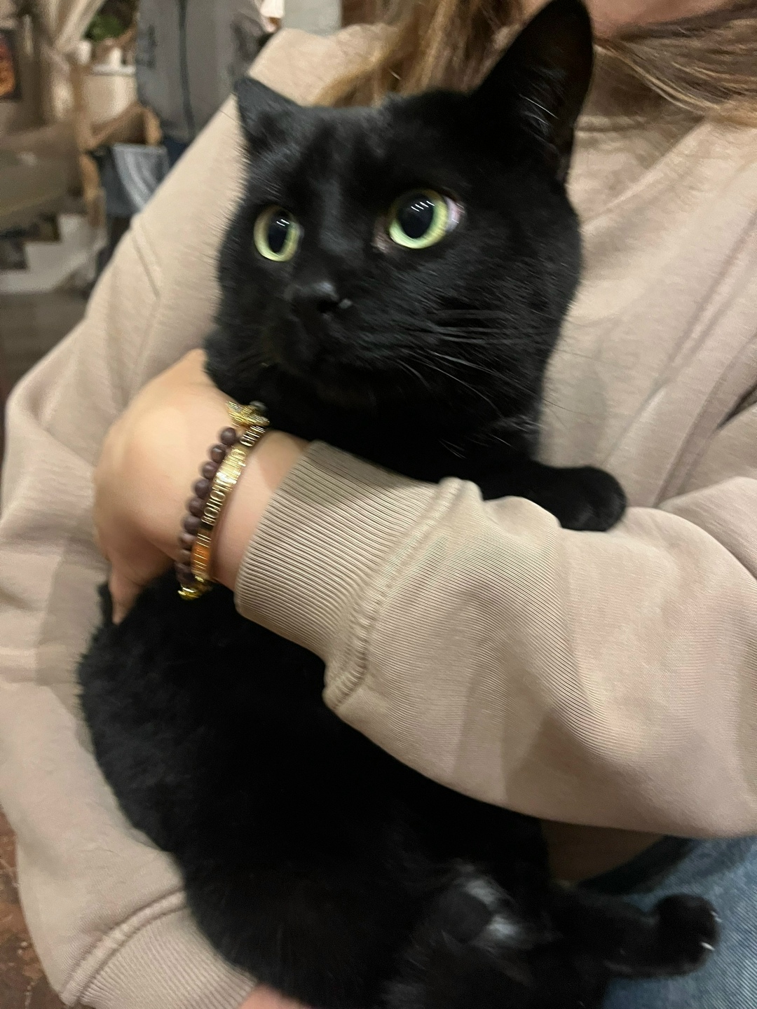 Найдена кошка в Архангельске — фото объявления