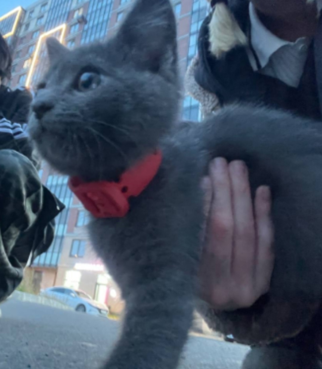 Найдена собака в Архангельске — фото объявления