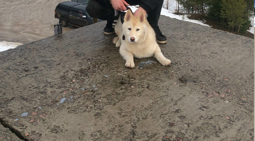 Найдена собака в Архангельске — фото объявления