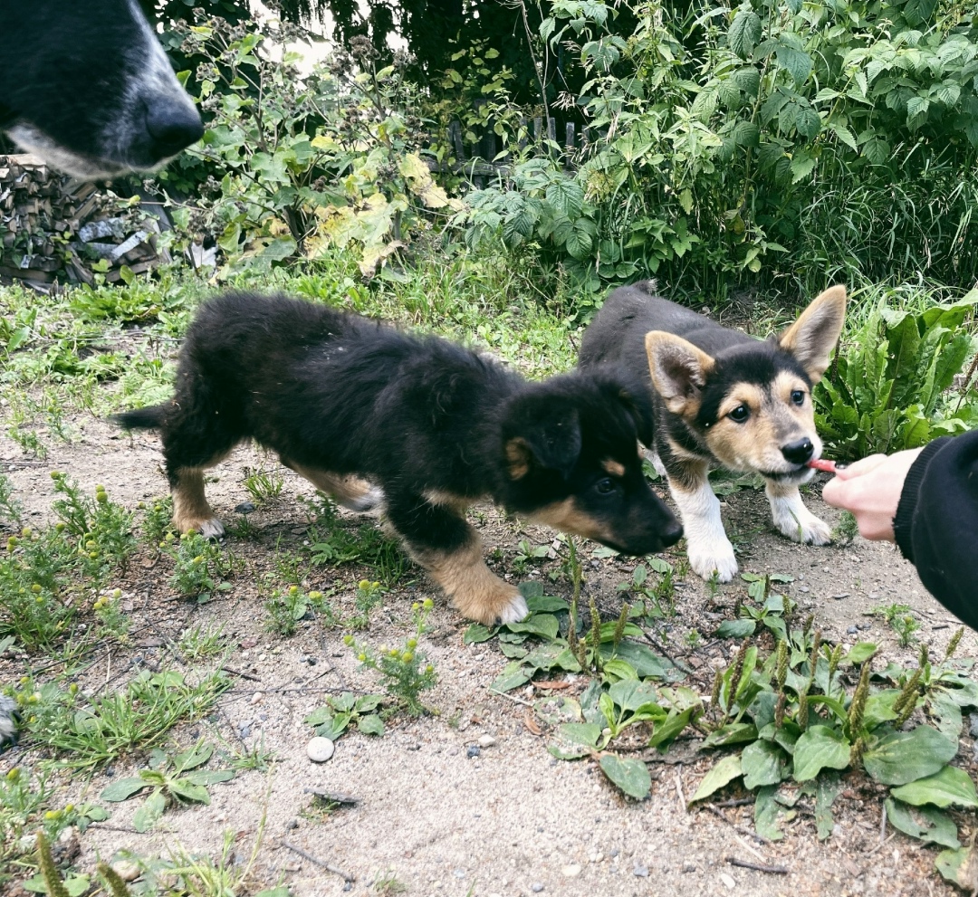 Найдена собака в Архангельске — фото объявления
