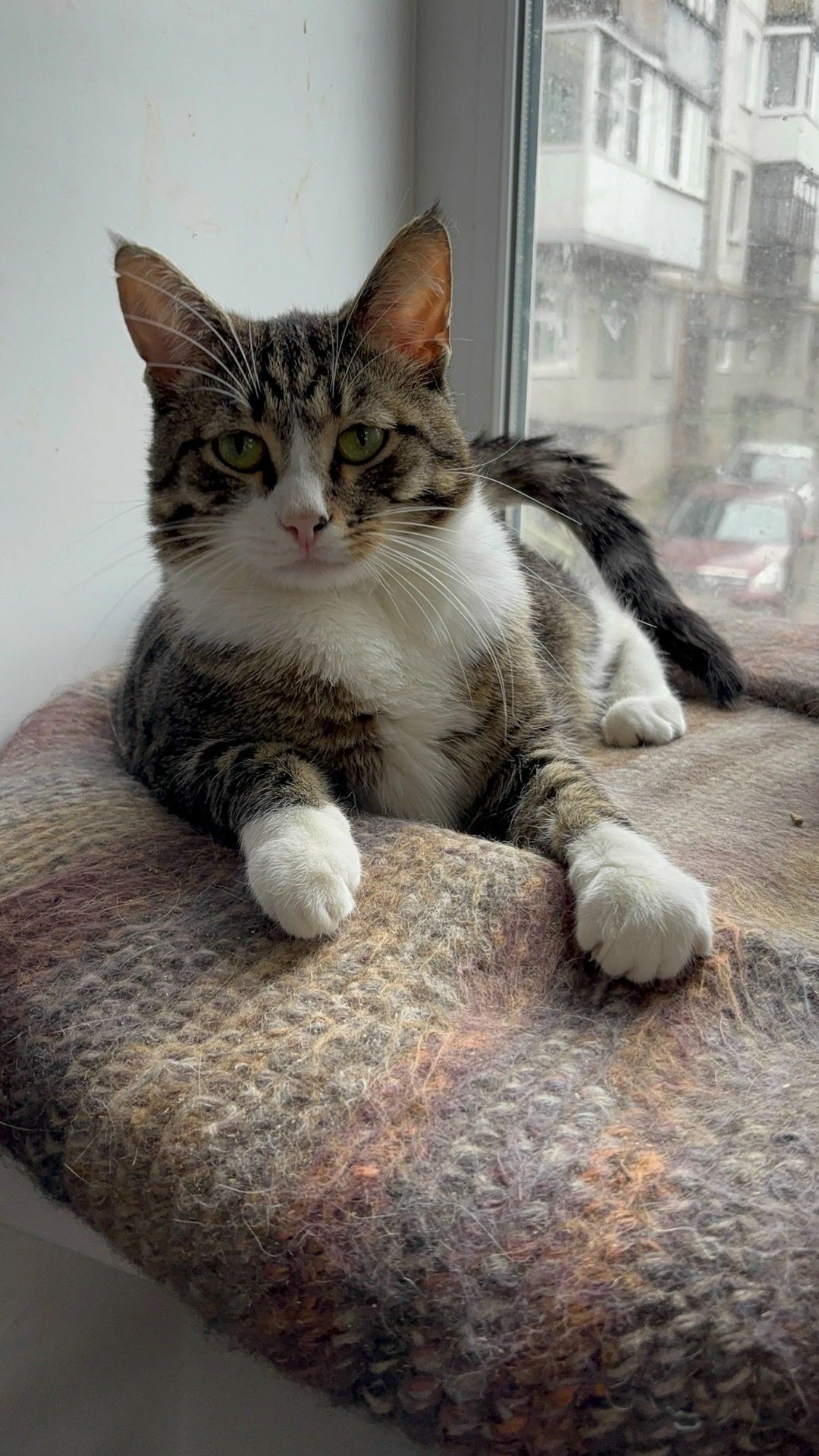 Найдена собака в Архангельске — фото объявления