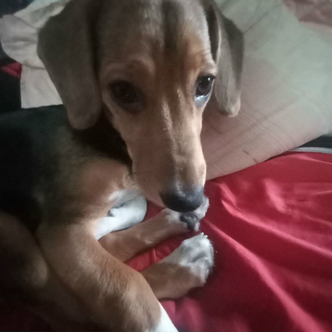 Найдена собака в Архангельске — фото объявления