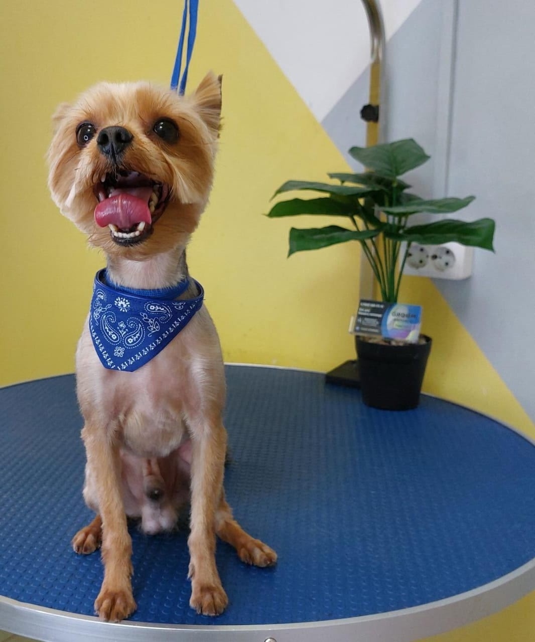 Найдена собака в Архангельске — фото объявления