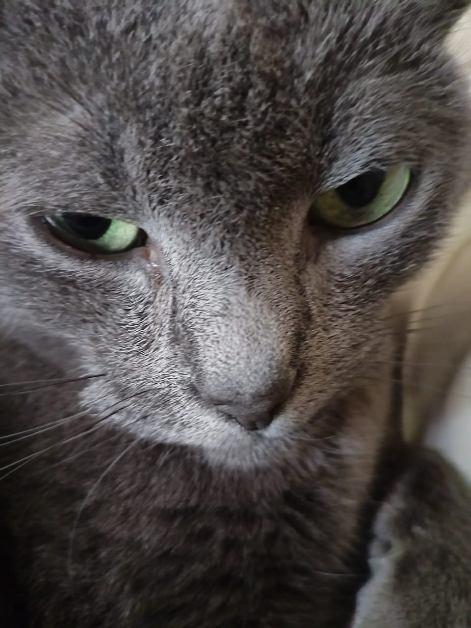 Найдена собака в Архангельске — фото объявления