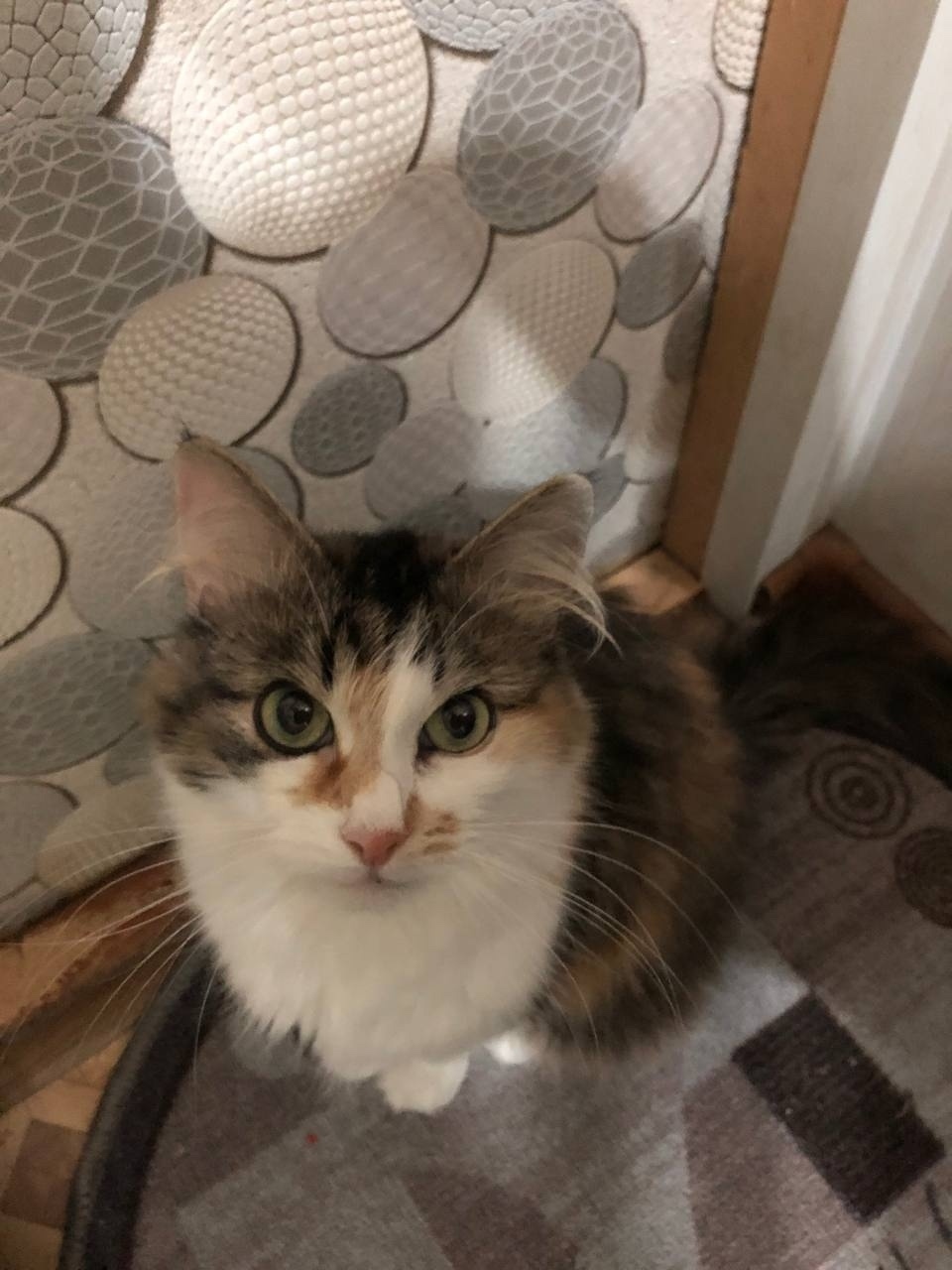 Найдена собака в Архангельске — фото объявления