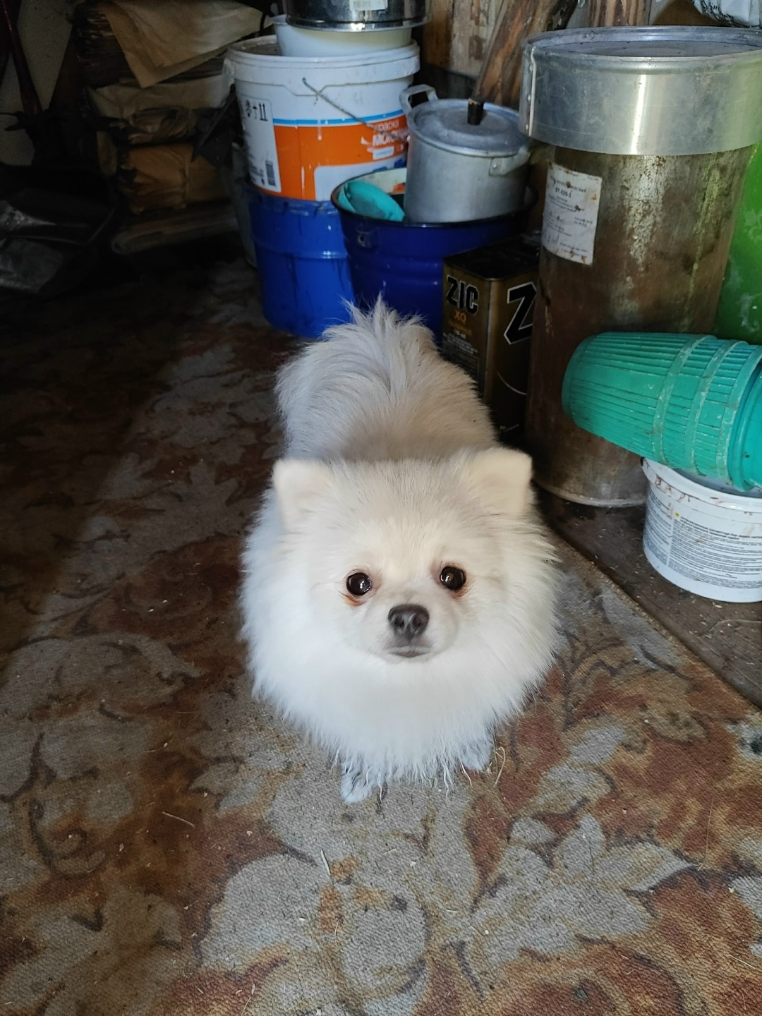 Найдена собака в Архангельске — фото объявления