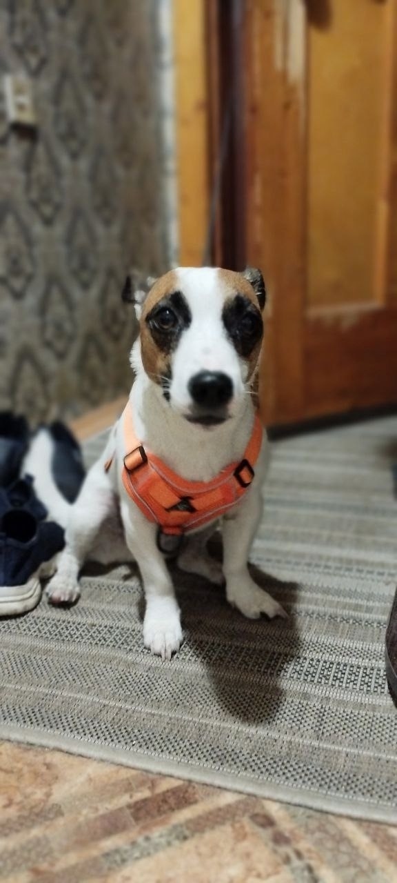 Найдена собака в Архангельске — фото объявления