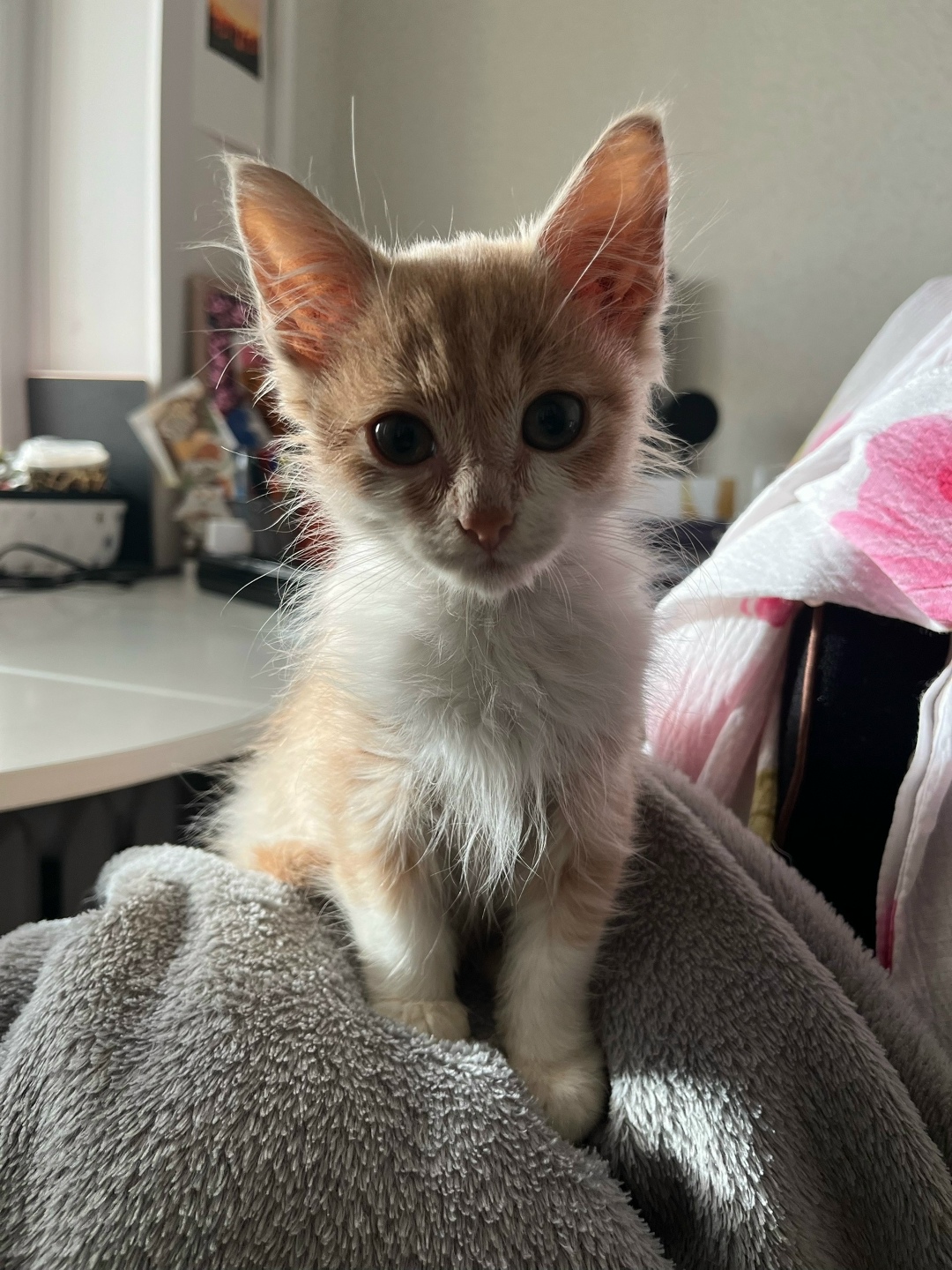 Найдена собака в Архангельске — фото объявления