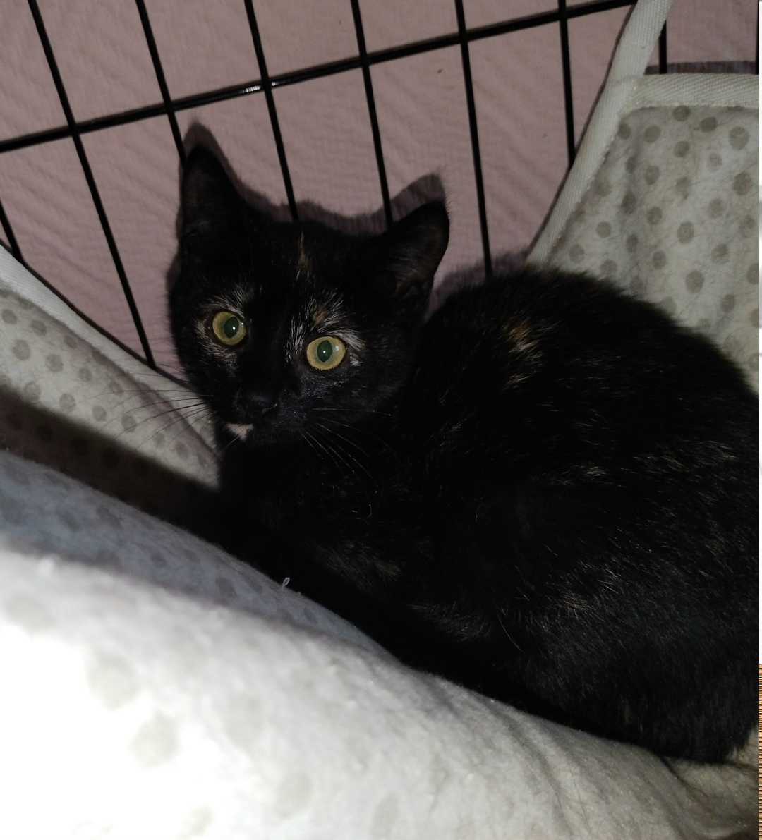 Найдена собака в Архангельске — фото объявления