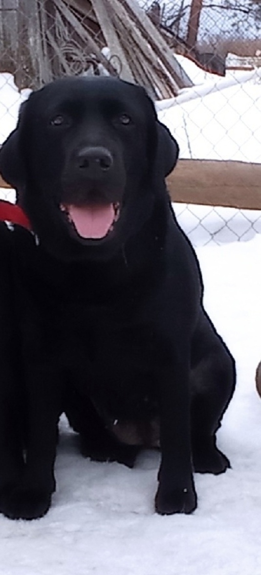 Найдена собака в Архангельске — фото объявления