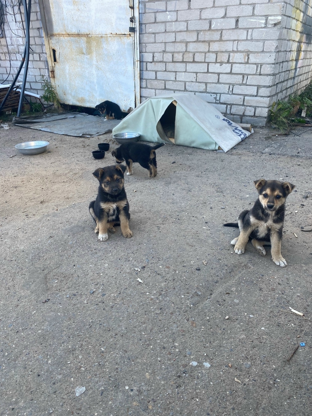 Найдена собака в Архангельске — фото объявления