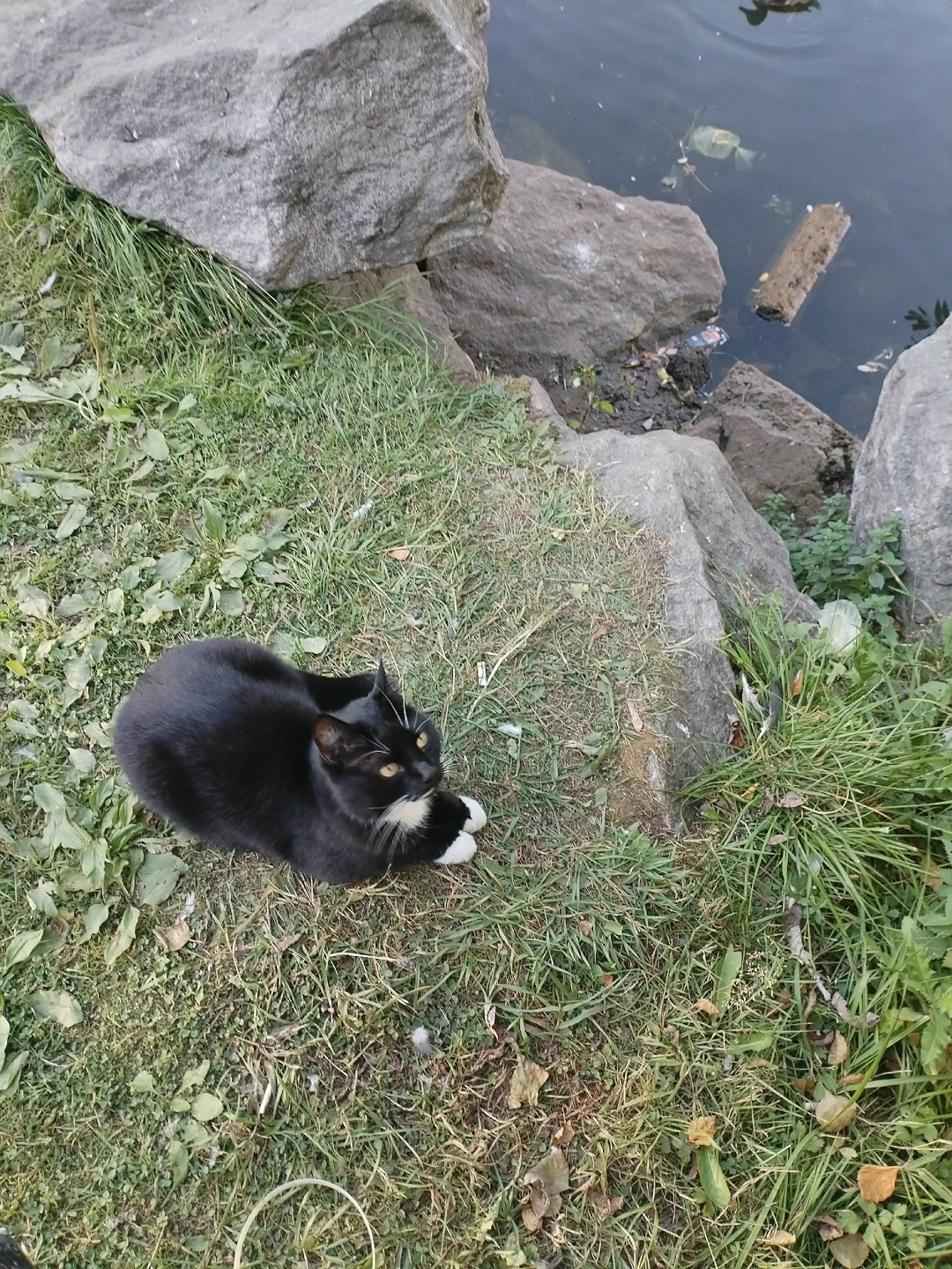 Найдена собака в Архангельске — фото объявления