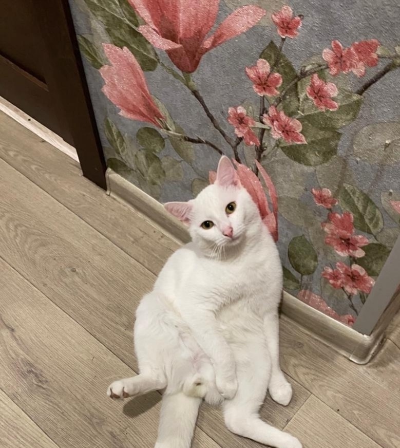 Найдена собака в Архангельске — фото объявления