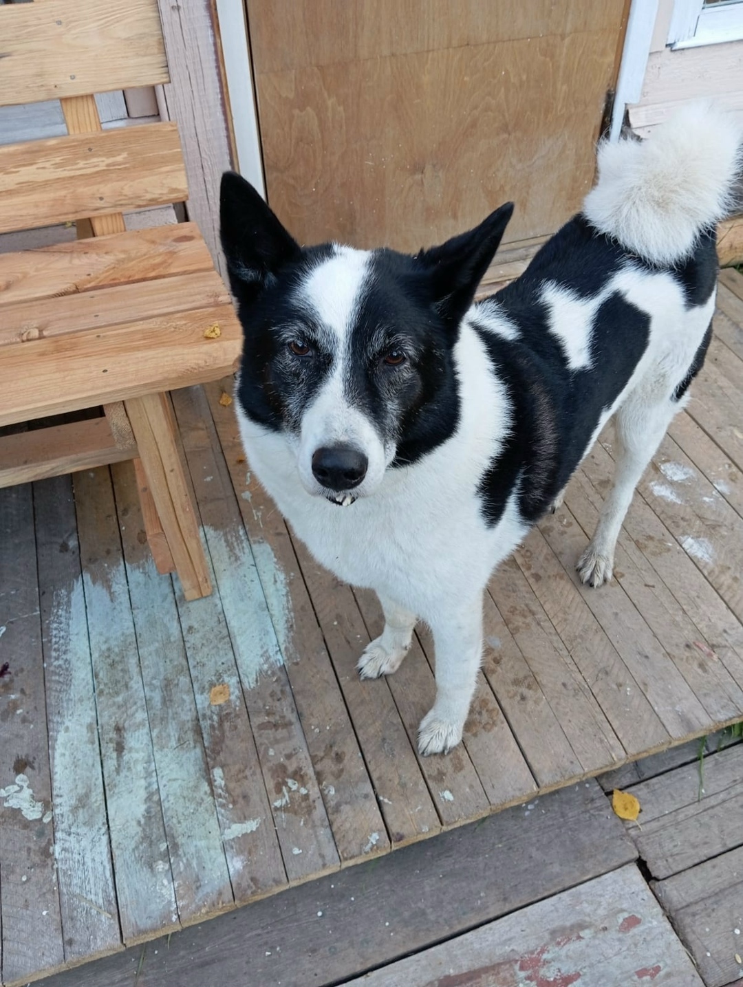 Найдена собака в Архангельске — фото объявления