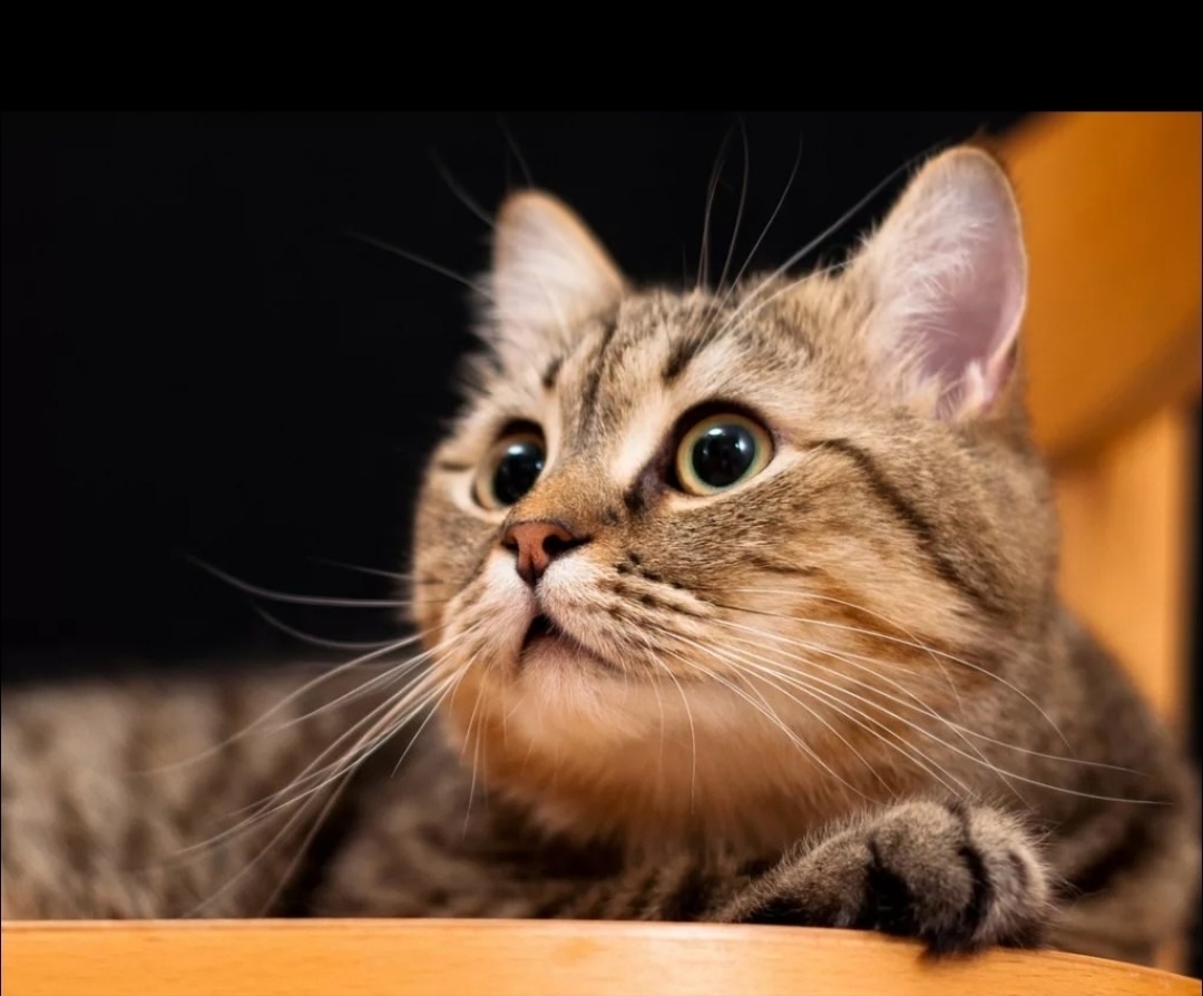 Найдена собака в Архангельске — фото объявления