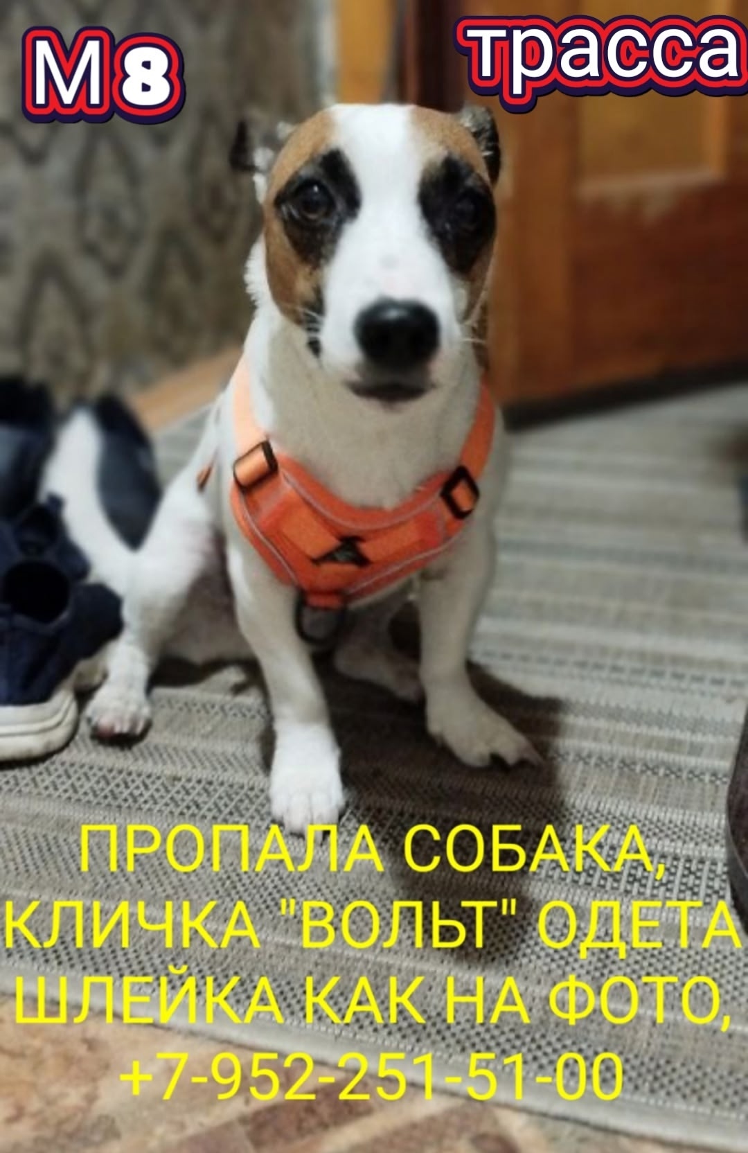 Найдена собака в Архангельске — фото объявления