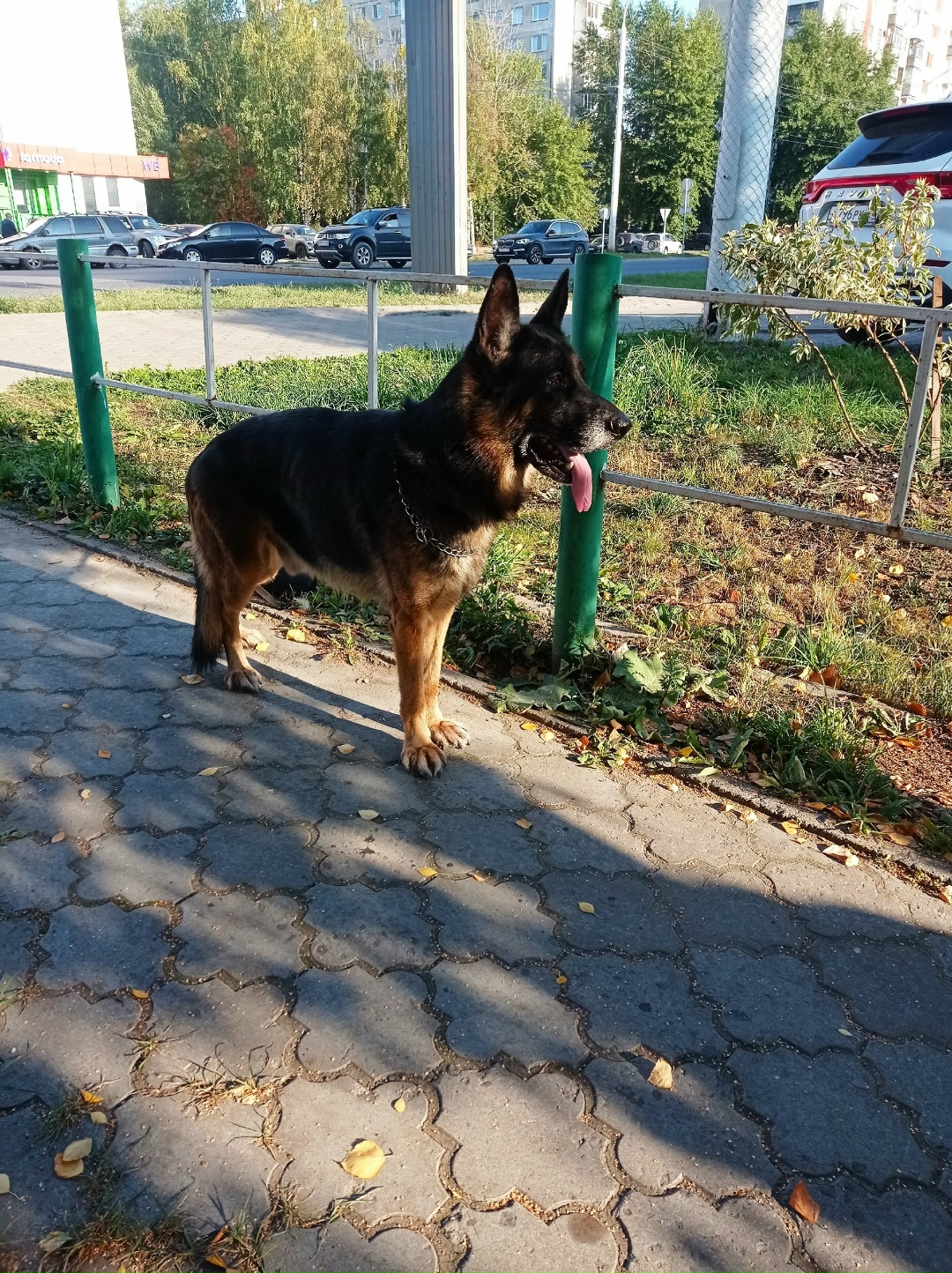 Найдена собака в Архангельске — фото объявления