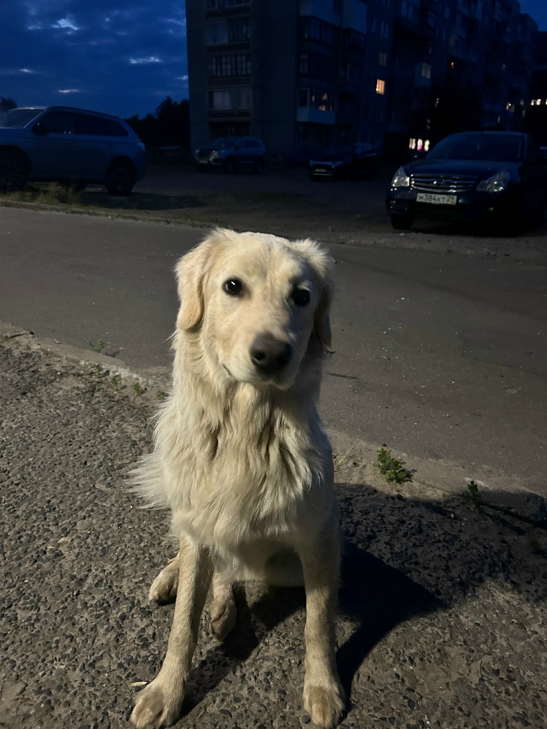 Найдена собака в Архангельске — фото объявления