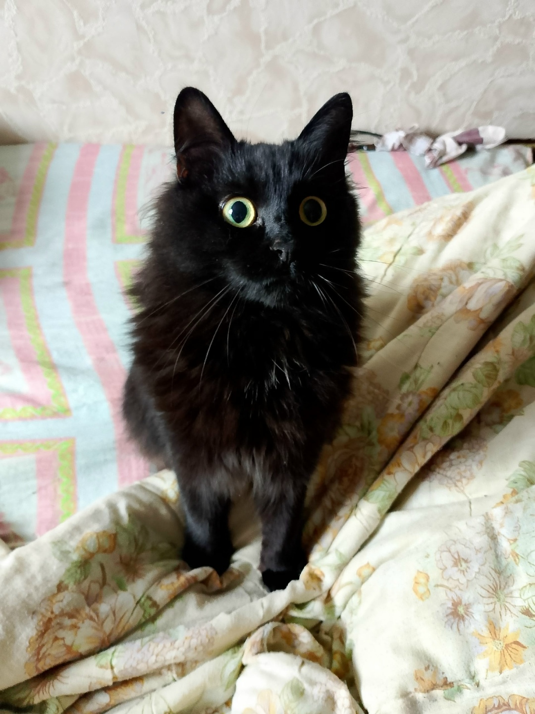 Найдена собака в Архангельске — фото объявления