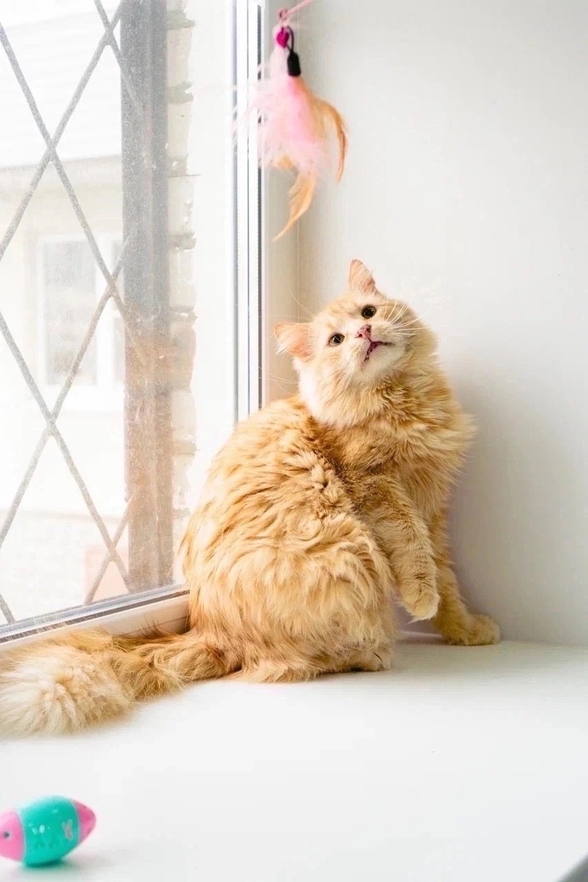 Найдена собака в Архангельске — фото объявления