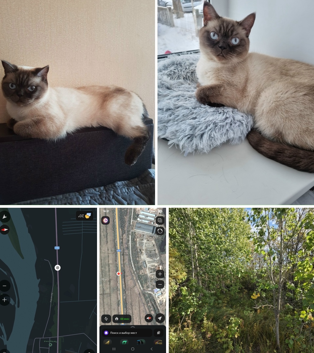 Пропала кошка в Архангельске — фото объявления