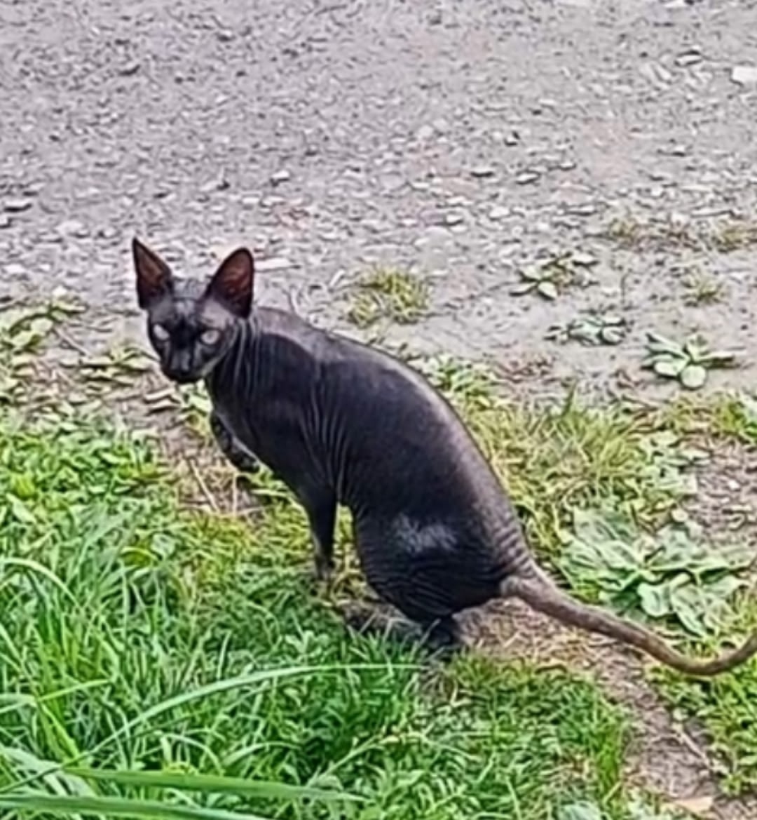 Найдена собака в Архангельске — фото объявления