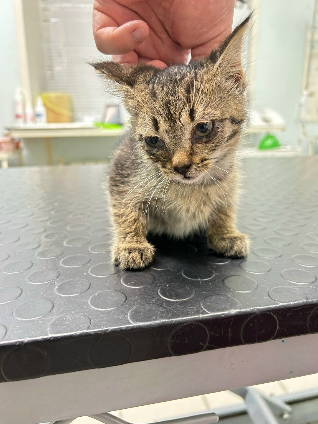 Найдена собака в Архангельске — фото объявления