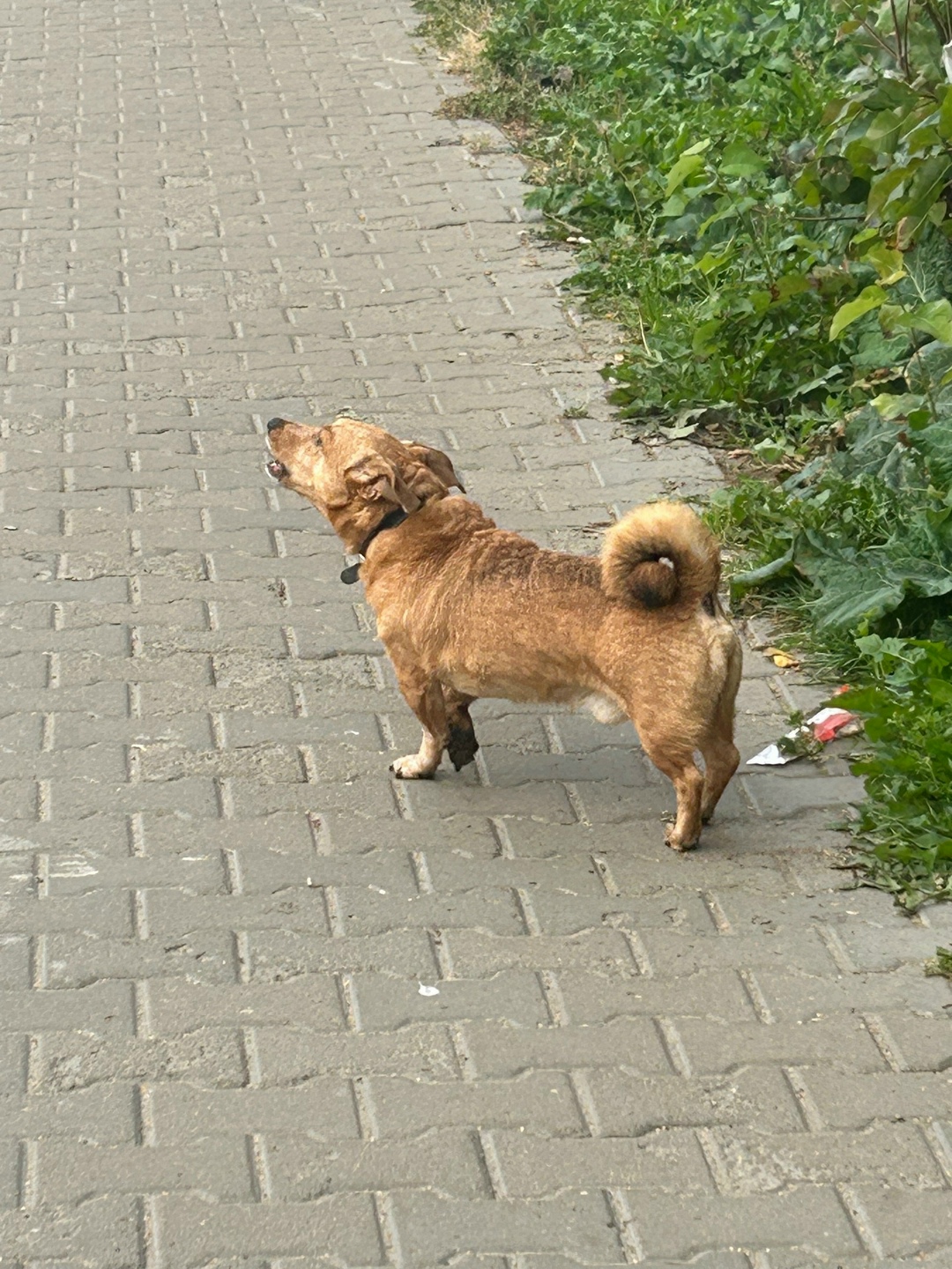 Найдена собака в Архангельске — фото объявления