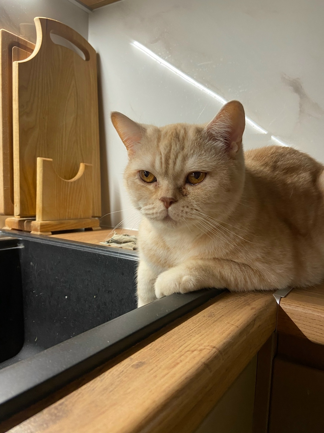 Найдена собака в Архангельске — фото объявления