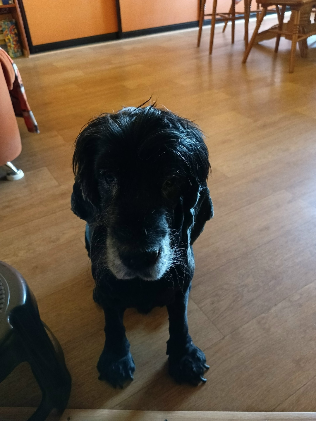 Найдена собака в Архангельске — фото объявления