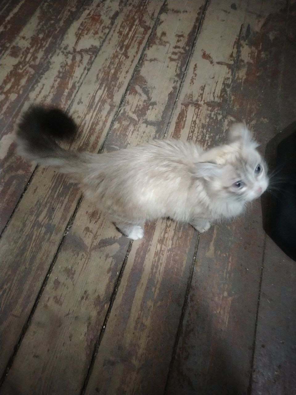 Найдена собака в Архангельске — фото объявления