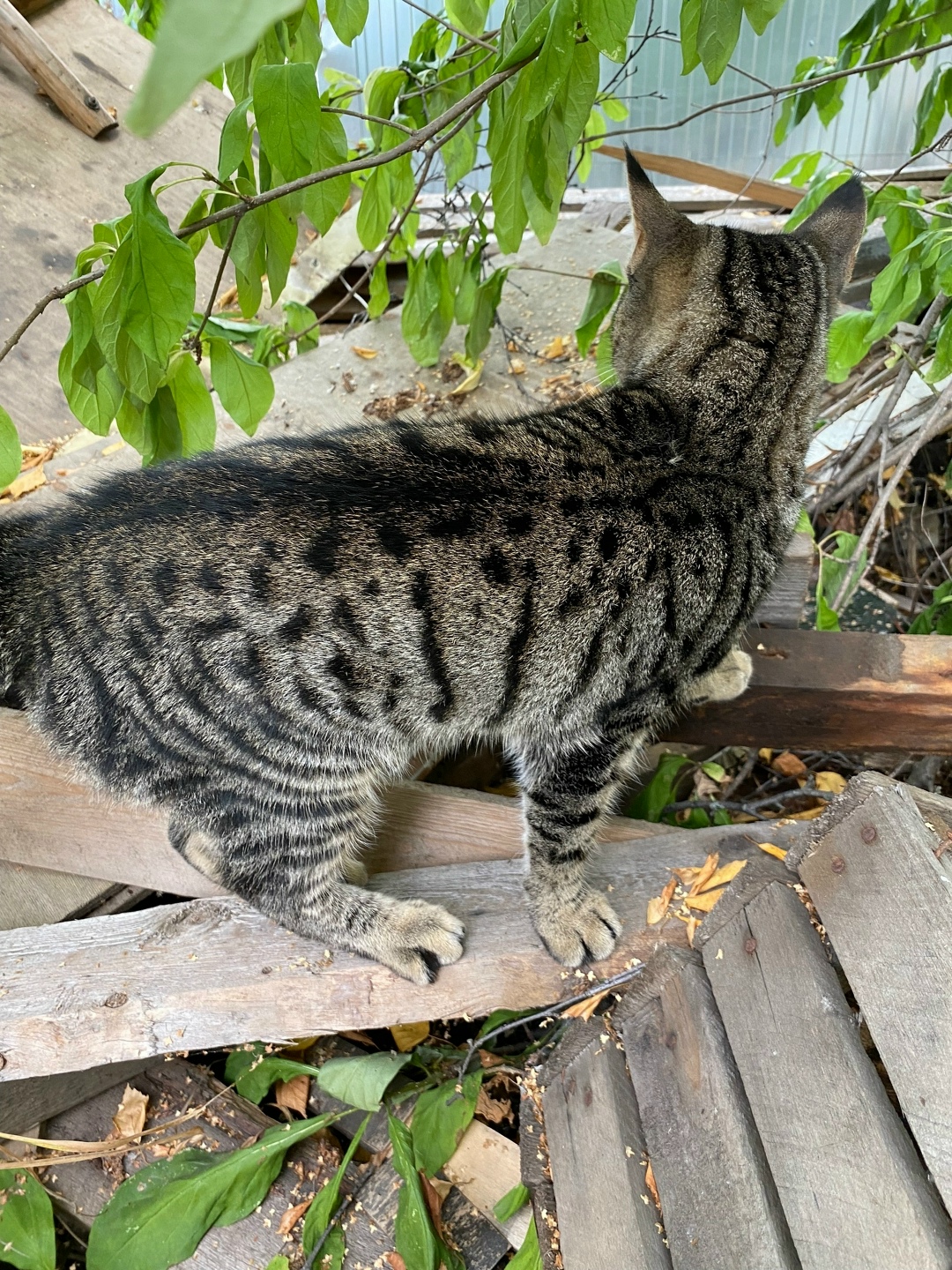 Найдена собака в Архангельске — фото объявления