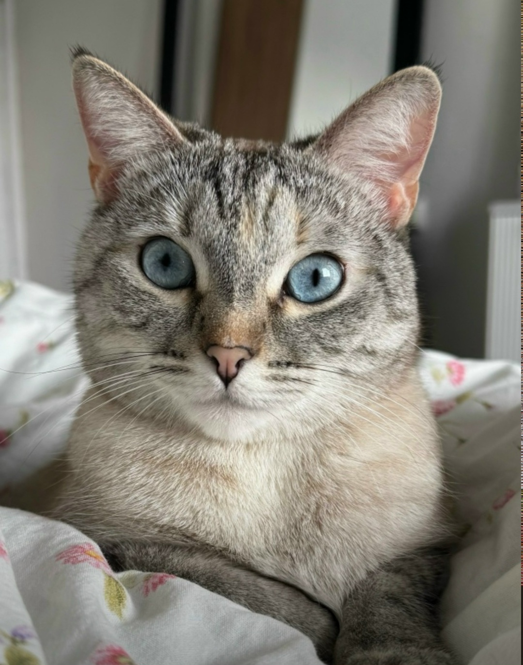 Пропала кошка в Архангельске — фото объявления