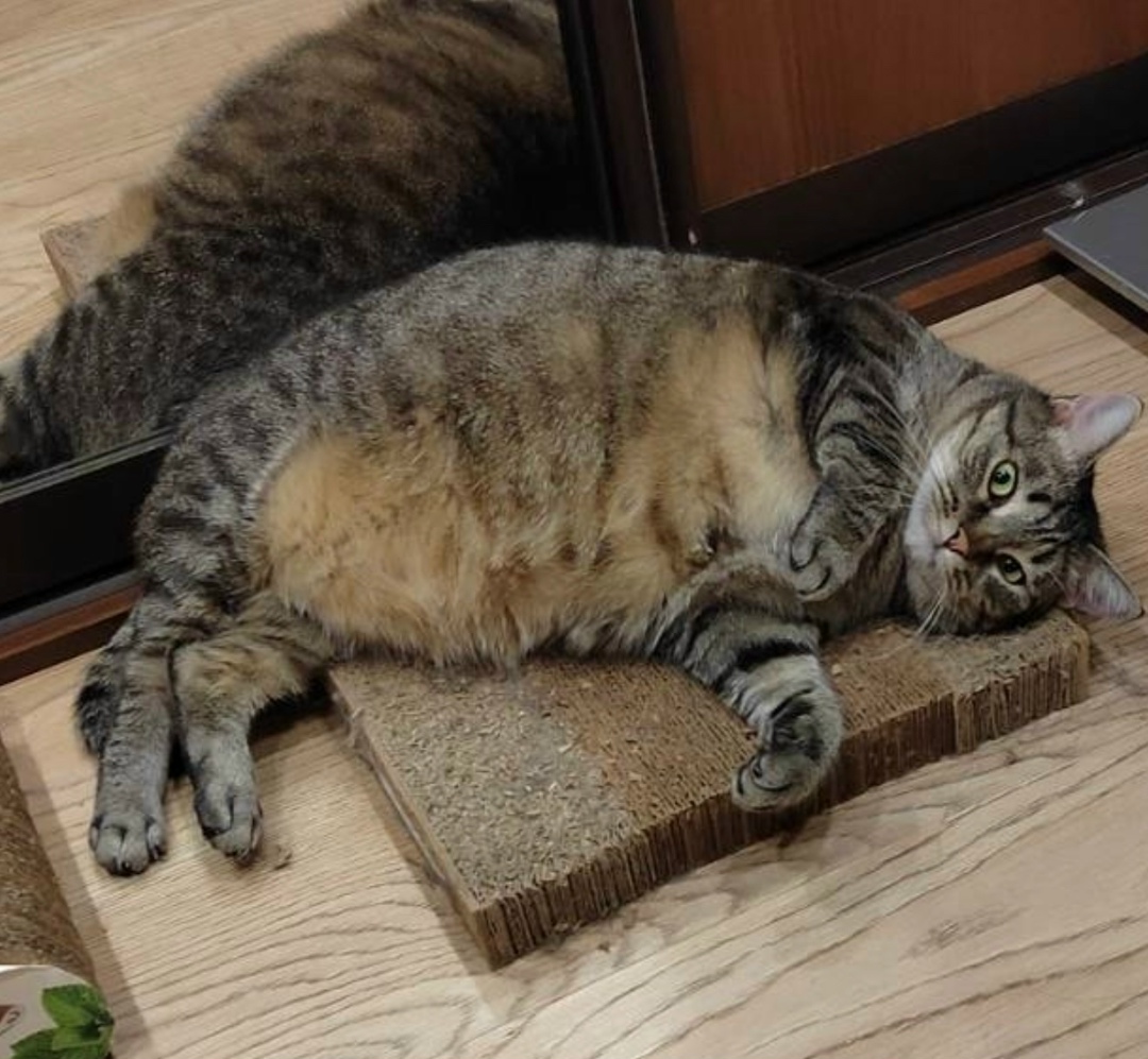 Пропала собака в Архангельске — фото объявления