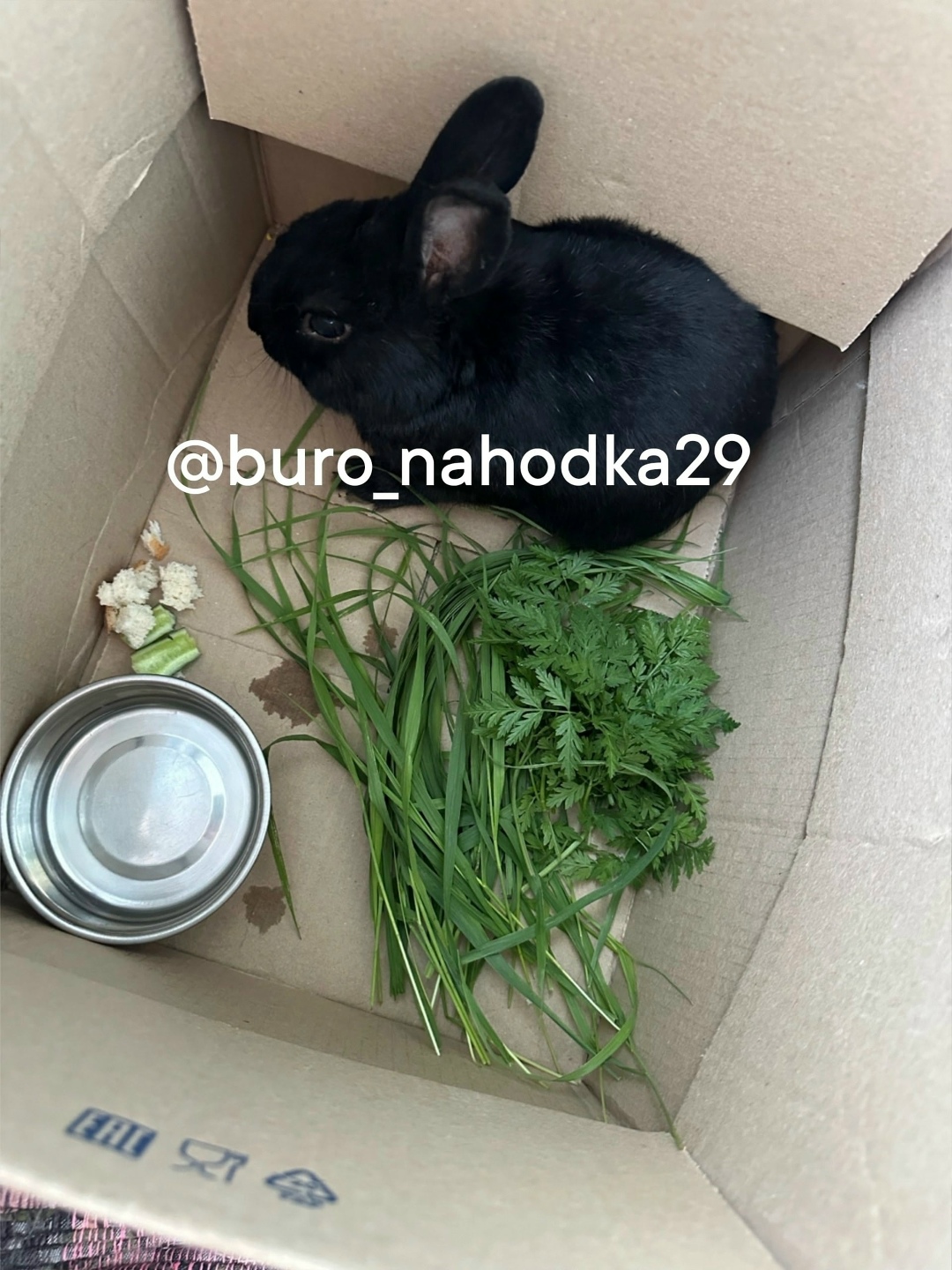 Найдена собака в Архангельске — фото объявления