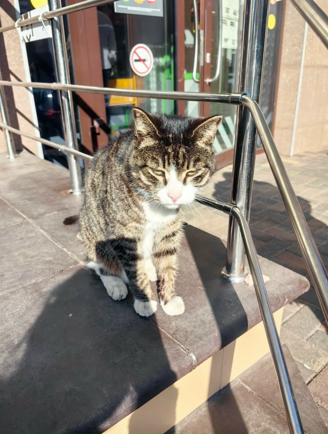 Найдена собака в Архангельске — фото объявления