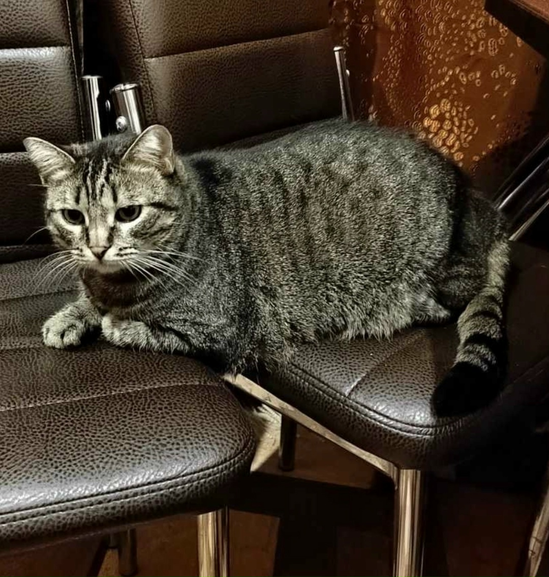 Пропала собака в Архангельске — фото объявления