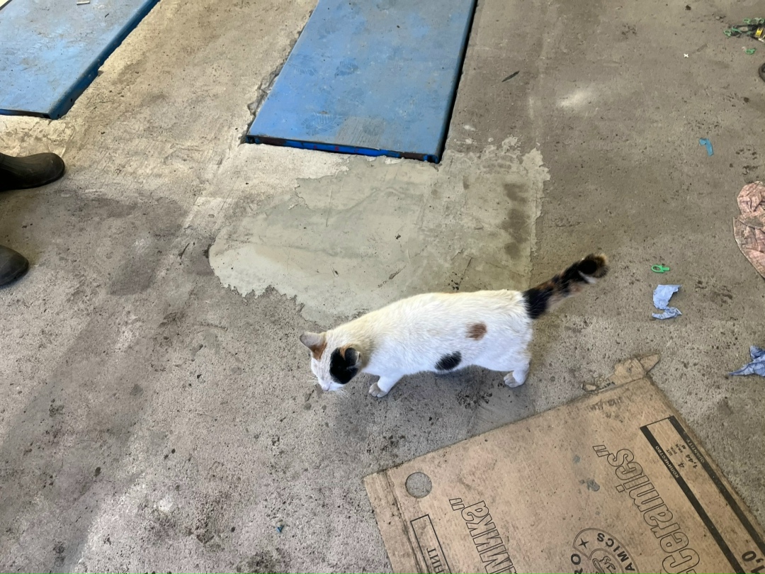 Найдена собака в Архангельске — фото объявления