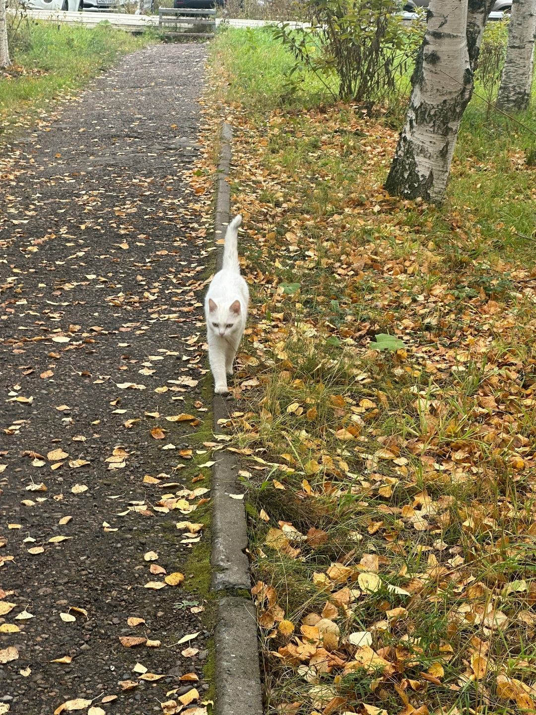 Найдена собака в Архангельске — фото объявления