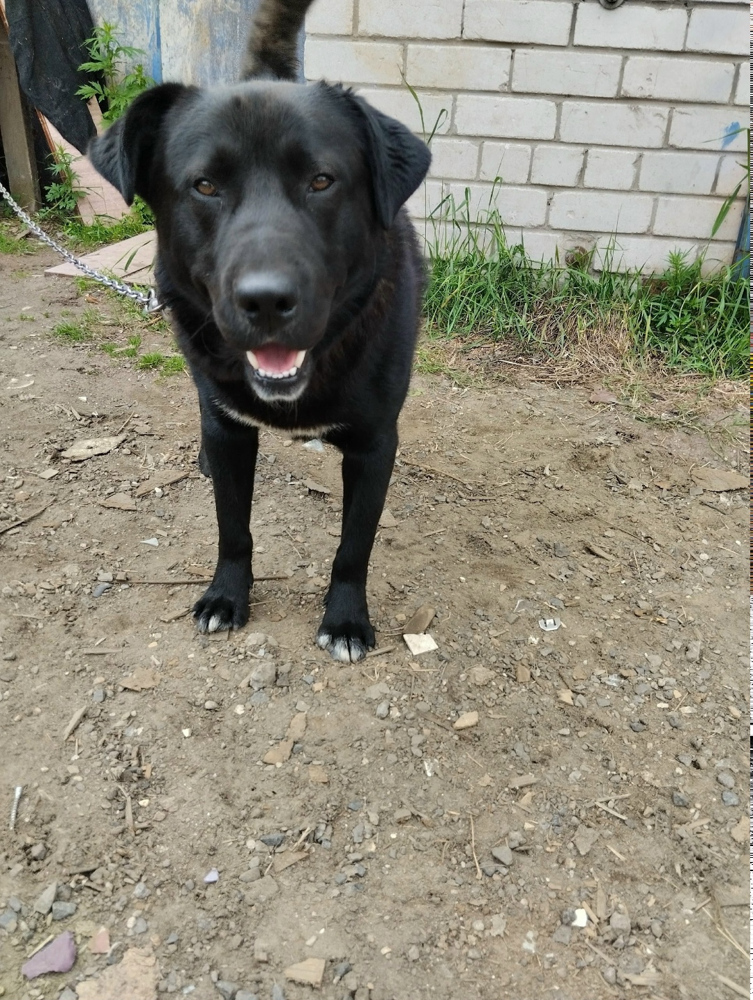 Найдена собака в Архангельске — фото объявления