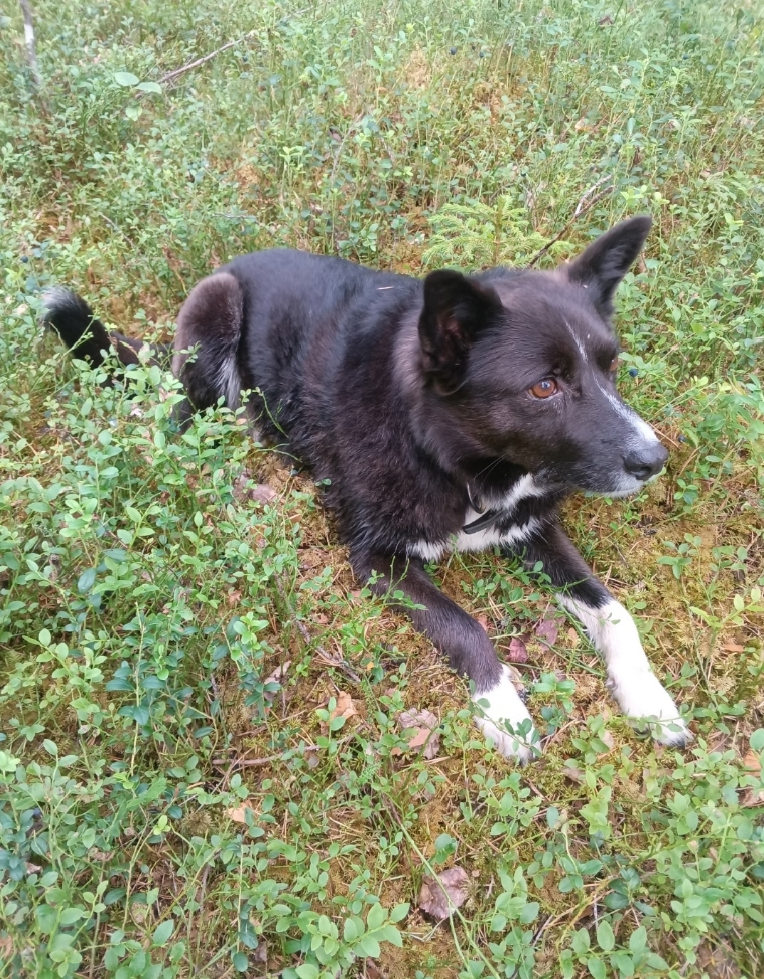 Найдена собака в Архангельске — фото объявления