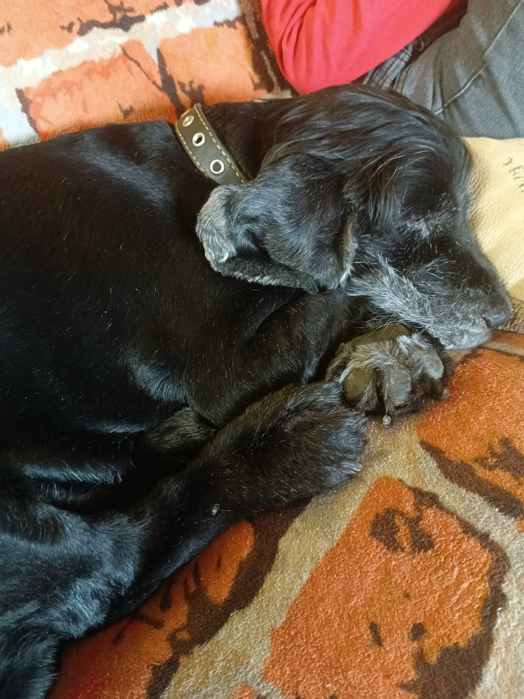 Найдена собака в Архангельске — фото объявления