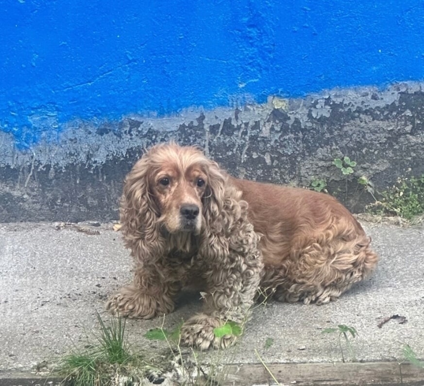 Найдена собака в Архангельске — фото объявления