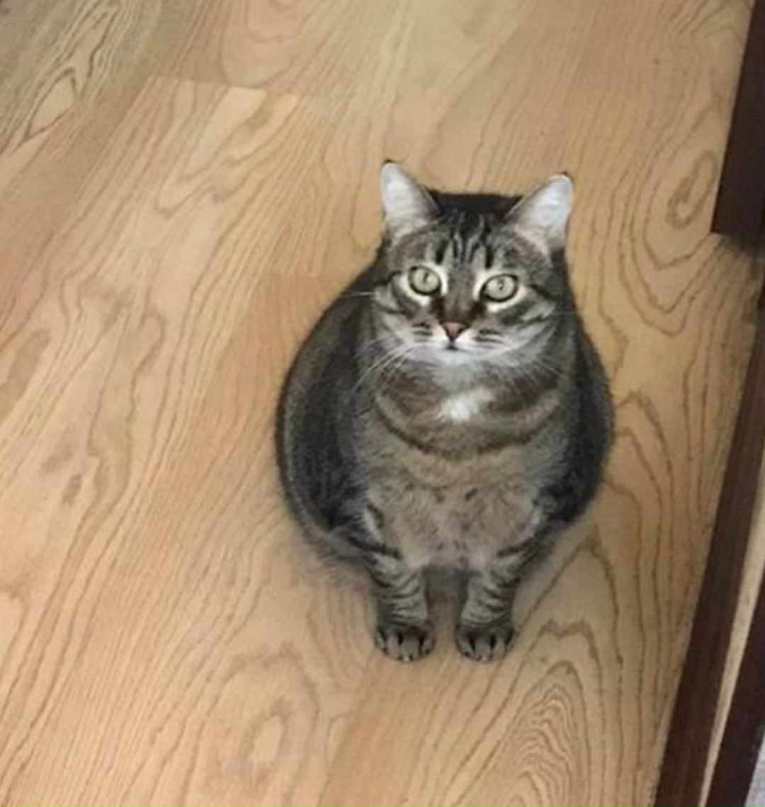 Найдена собака в Архангельске — фото объявления